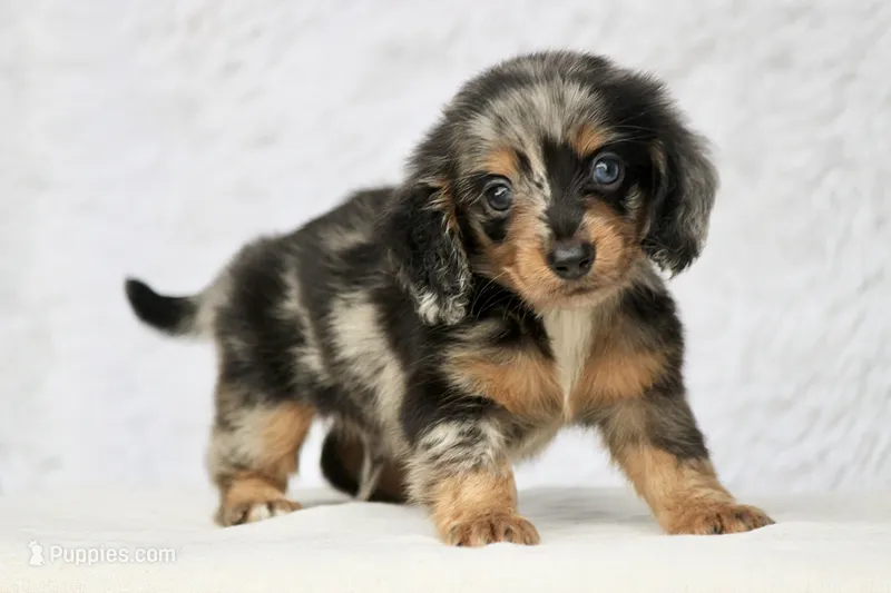 Whiskey – Miniature Dachshund puppy for sale in Canton, TX