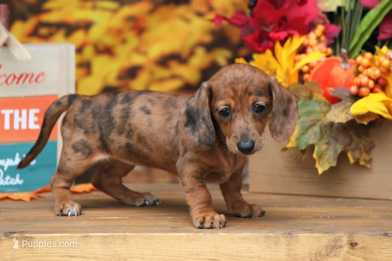 Sailor  – Miniature Dachshund puppy for sale in Canton, TX