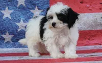 Brazos , a male Poodle - Toy  and Havapoo for sale in Canton, TX – 2 of 6
