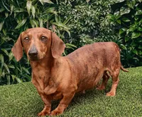 Sampson, a male Miniature Dachshund for sale in Canton, TX – 8 of 9