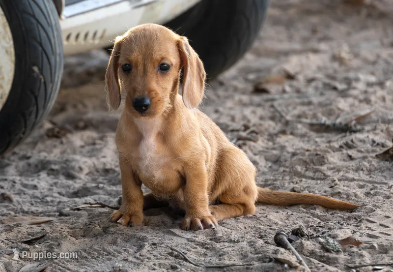 Matri Wire Hair – Miniature Dachshund puppy for sale in Canton, TX