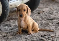 Matri Wire Hair, a female Miniature Dachshund for sale in Canton, TX – 3 of 9