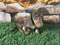 Loman, a male Miniature Dachshund for sale in Canton, TX – 2 of 5
