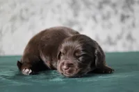 Triumph , a female Miniature Dachshund for sale in Canton, TX – 3 of 3
