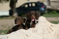 Leddie, a female Miniature Dachshund for sale in Canton, TX – 4 of 9