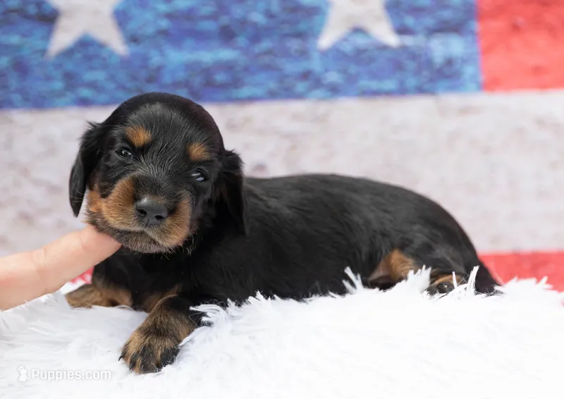 Nilo – Miniature Dachshund puppy for sale in Canton, TX