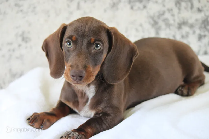 Leather – Miniature Dachshund puppy for sale in Canton, TX