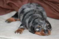 Zoom, a male Miniature Dachshund for sale in Canton, TX – 2 of 6