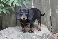 Gin, a female Miniature Dachshund for sale in Canton, TX – 5 of 10