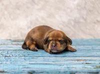 Malachi, a male Miniature Dachshund for sale in Canton, TX – 2 of 3