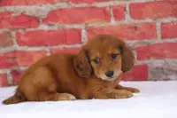 Nort , a male Miniature Dachshund for sale in Canton, TX – 6 of 9