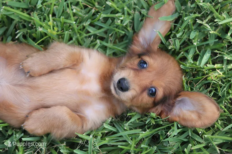 Nort  – Miniature Dachshund puppy for sale in Canton, TX