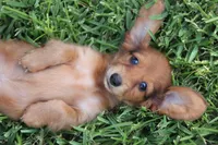 Nort , a male Miniature Dachshund for sale in Canton, TX – 1 of 9