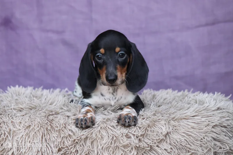 Rum – Miniature Dachshund puppy for sale in Canton, TX