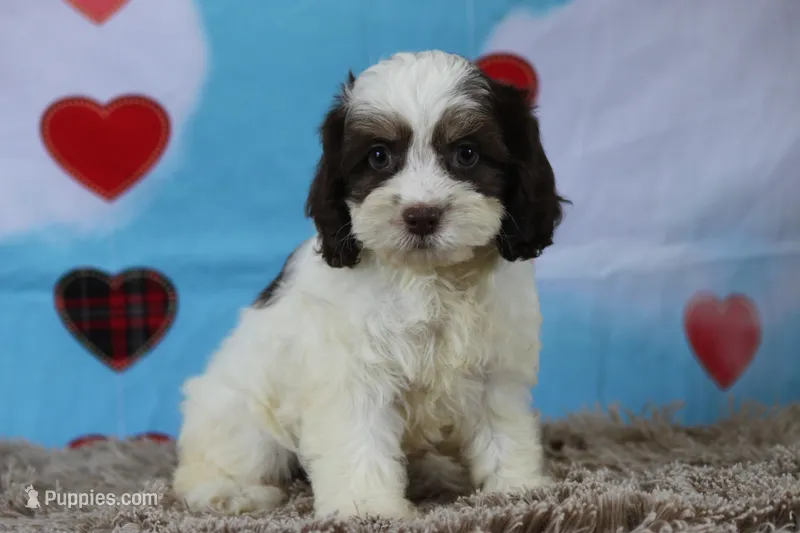 Hiccup – Cockapoo puppy for sale in Canton, TX