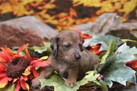 Sailor , a female Miniature Dachshund for sale in Canton, TX – 6 of 9