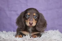 Brandy, a female Miniature Dachshund for sale in Canton, TX – 2 of 8