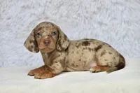 Tequila , a male Miniature Dachshund for sale in Canton, TX – 7 of 10
