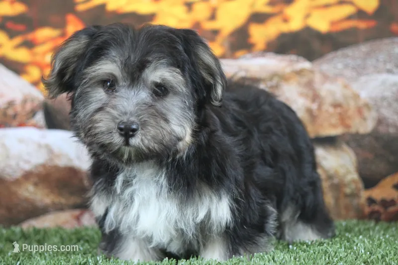 Finlo  – Havanese puppy for sale in Canton, TX