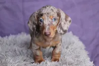 Tequila , a male Miniature Dachshund for sale in Canton, TX – 2 of 10