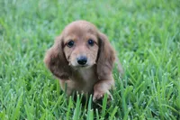 Nort , a male Miniature Dachshund for sale in Canton, TX – 2 of 9
