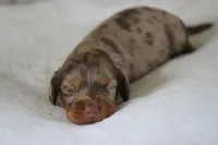 Bravo, a male Miniature Dachshund for sale in Canton, TX – 2 of 7