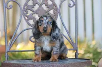 Zoom, a male Miniature Dachshund for sale in Canton, TX – 4 of 8