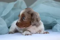 Jett, a male Miniature Dachshund for sale in Canton, TX – 6 of 10