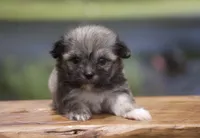 Franco, a male Havanese for sale in Canton, TX – 2 of 4