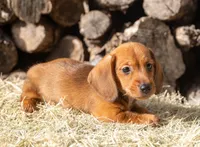 Malachi wire hair, a male Miniature Dachshund for sale in Canton, TX – 5 of 10