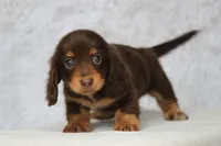 Brandy, a female Miniature Dachshund for sale in Canton, TX – 5 of 8
