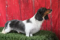Zero, a male Miniature Dachshund for sale in Canton, TX – 6 of 7