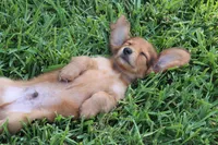 Nort , a male Miniature Dachshund for sale in Canton, TX – 4 of 9