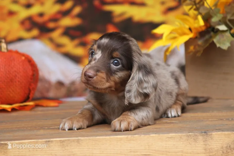 Lawson – Miniature Dachshund puppy for sale in Canton, TX