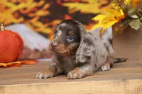 Lawson, a male Miniature Dachshund for sale in Canton, TX – 1 of 5