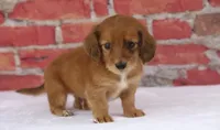 Nero, a male Miniature Dachshund for sale in Canton, TX – 4 of 9