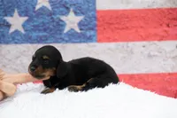 Nata, a female Miniature Dachshund for sale in Canton, TX – 6 of 9