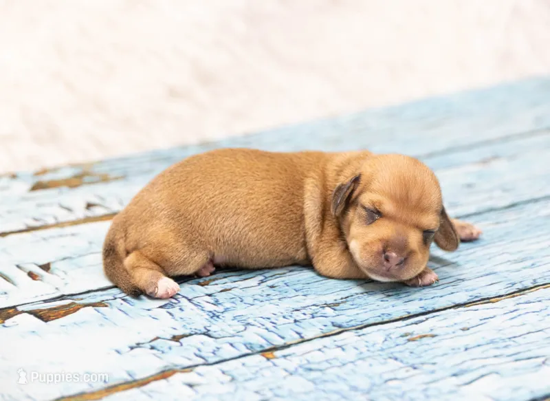 Matri  – Miniature Dachshund puppy for sale in Canton, TX