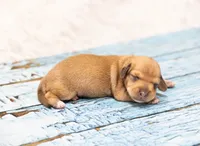 Matri , a female Miniature Dachshund for sale in Canton, TX – 1 of 3