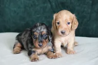 Echo, a female Miniature Dachshund for sale in Canton, TX – 2 of 4