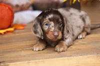Lawson, a male Miniature Dachshund for sale in Canton, TX – 4 of 5