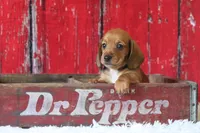 Malachi wire hair, a male Miniature Dachshund for sale in Canton, TX – 3 of 10