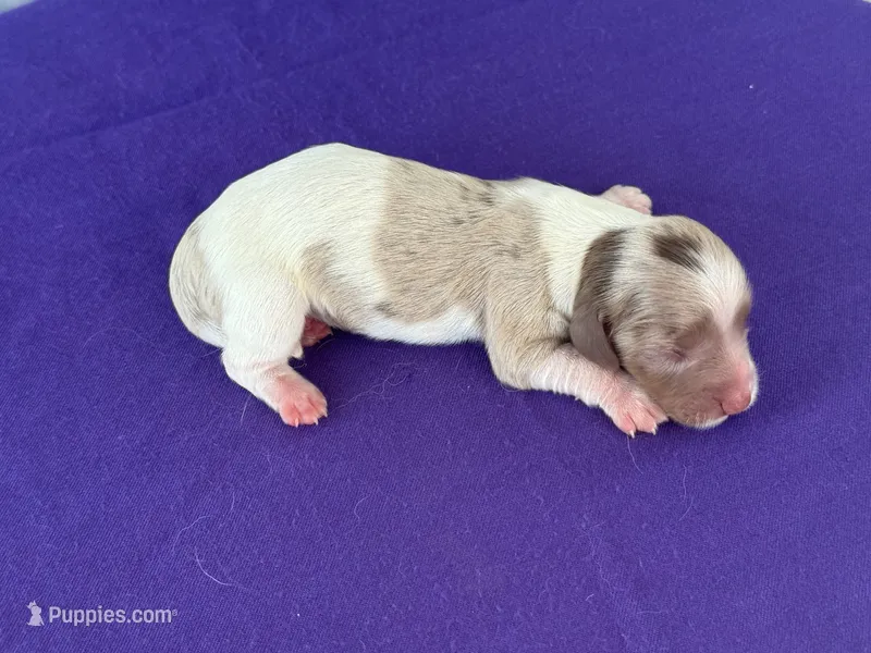 Jett – Miniature Dachshund puppy for sale in Canton, TX