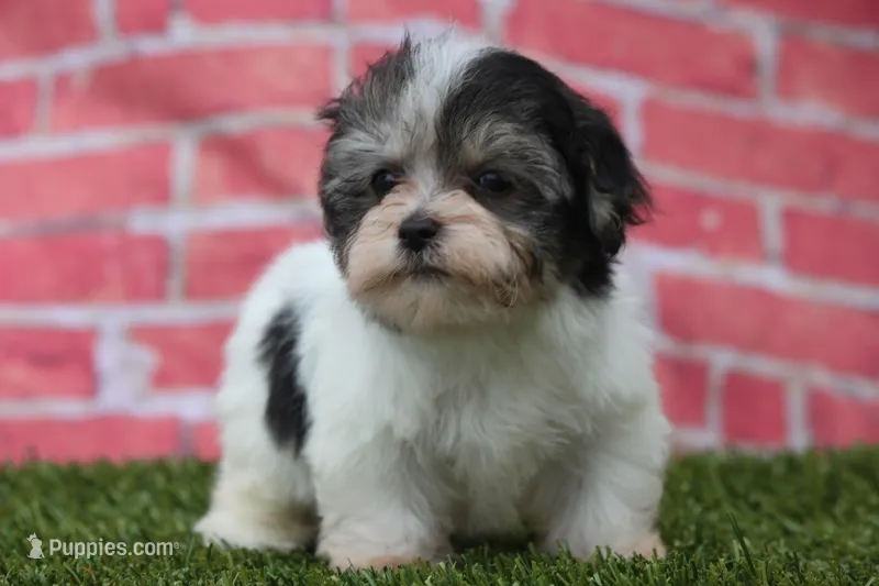 Flint – Havanese puppy for sale in Canton, TX