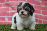 Flint, a male Havanese for sale in Canton, TX – 4 of 9