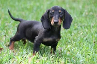 Gin, a female Miniature Dachshund for sale in Canton, TX – 3 of 10