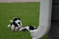 Briggs, a male Poodle - Toy  and Havapoo for sale in Canton, TX – 3 of 6