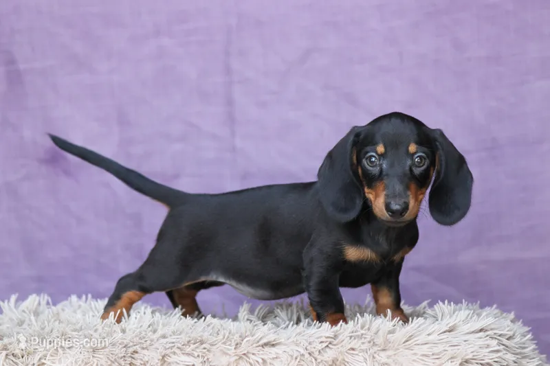 Gin – Miniature Dachshund puppy for sale in Canton, TX