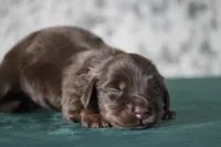 Triumph , a female Miniature Dachshund for sale in Canton, TX – 2 of 3