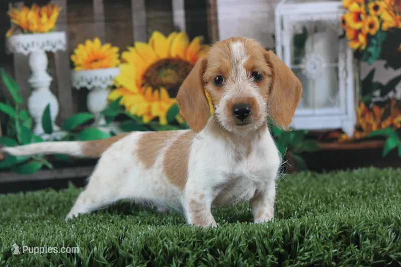 Moses wire hair – Miniature Dachshund puppy for sale in Canton, TX